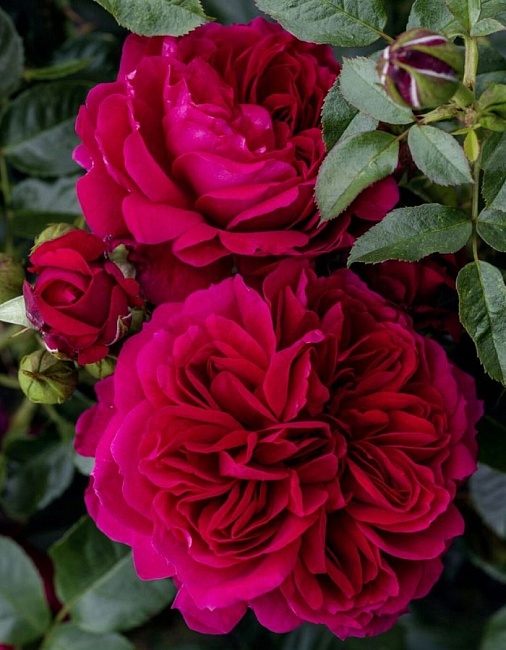 Роза флорибунда Роза четырех ветров 1 шт